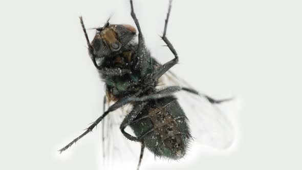 Fly Sits Behind a Glass alt