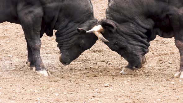 4K Angry bull fighting his rival. Caucasian festival in Turkey.