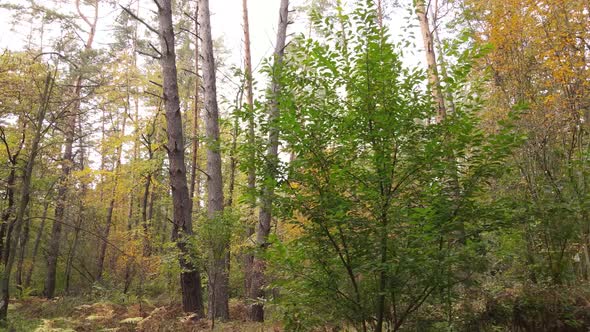 Forest with Trees in the Fall During the Day alt
