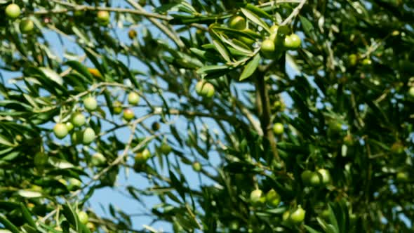 Green Organic Olives On Olive Tree Motion View
