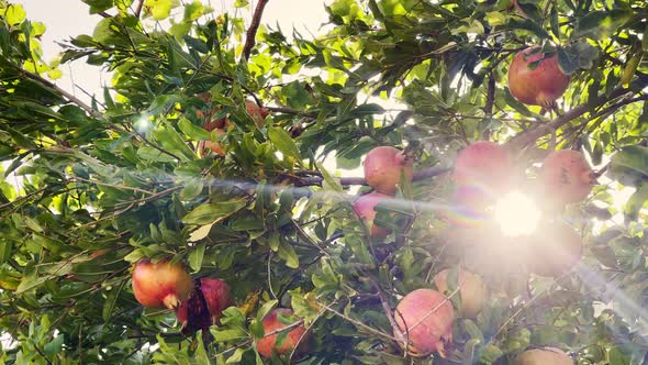 Healthy And Organic Pomegranate Tree 7 alt