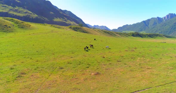 Flight Over Wild Horses Herd on Meadow alt