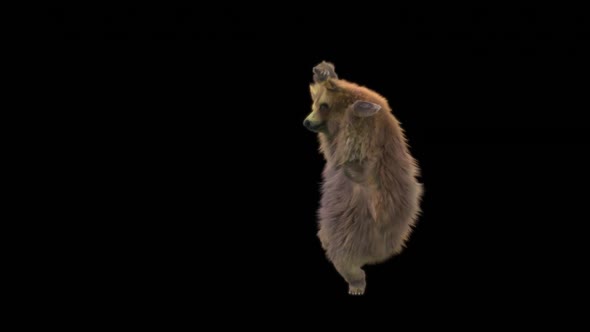 130 Bear Dancing HD alt