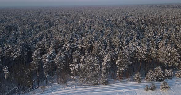 Snow-covered Coniferous Forest, Swept Forest Trails alt
