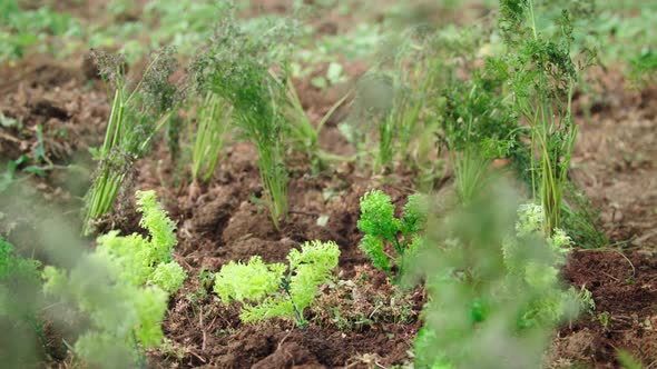 Farmer Taking Carrot Out Of The Ground