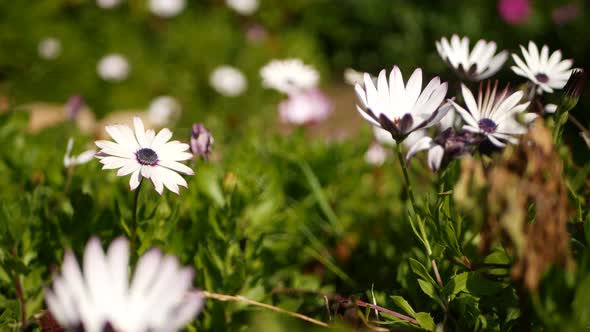 Daisy or Marguerite Colorful Flowers California USA alt