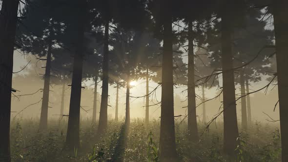 Foggy Pine Forest Illuminated By Sun Beams