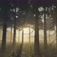 Foggy Pine Forest Illuminated By Sun Beams - VideoHive Item for Sale