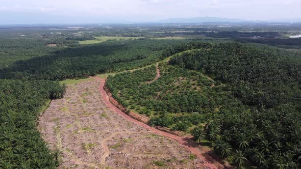 Aerial view oil palm farm is cut down alt