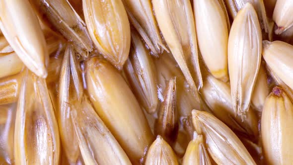 Sprouting Oat Grains, Healthy Eating Concept, Starting Life, Time Lapse, Macro Video alt