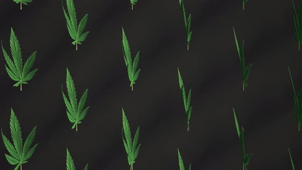Marijuana leaf is spinning on a black background