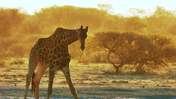African Giraffe Bending Down To Drink During The Golden Hour In Makgadikgadi Pans National Park In B alt