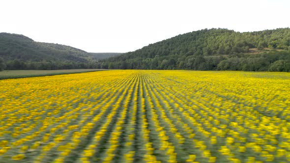 Countryside Landscape and Panoramic View with Blooming Yellow Sunflower Flowers alt