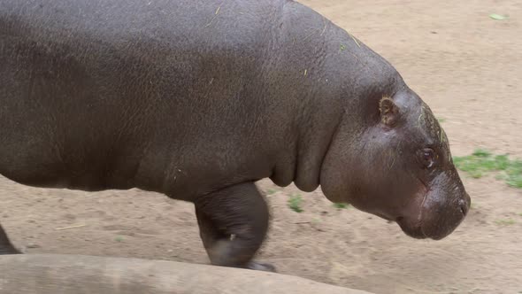 Pygmy hippopotamus (Choeropsis liberiensis) at the water reservoir