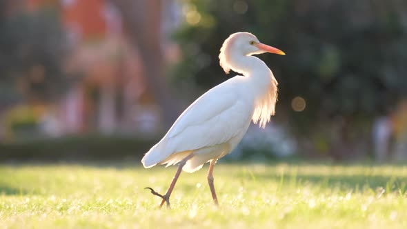 White Cattle Egret Wild Bird Also Known As Bubulcus Ibis Walking on Green Lawn in Summer alt