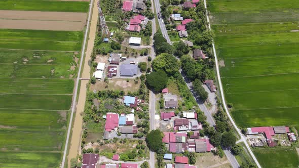 The Paddy Rice Fields of Kedah and Perlis, Malaysia alt