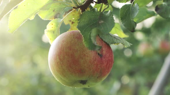A juicy red apple on a branch of an apple tree in the sun alt