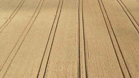 Aerial shot of a danish cornfield during summertime