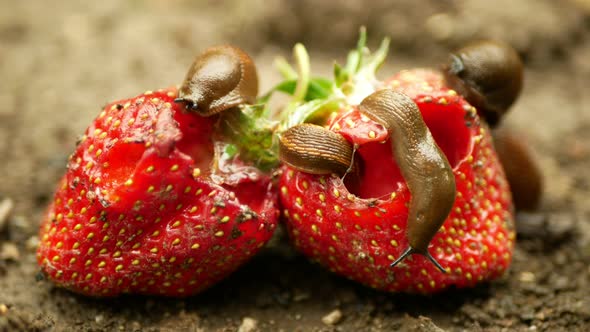 Spanish Slug Arion Vulgaris Snail Parasitizes on Strawberry Moves Garden Field, Eating Ripe Fruit
