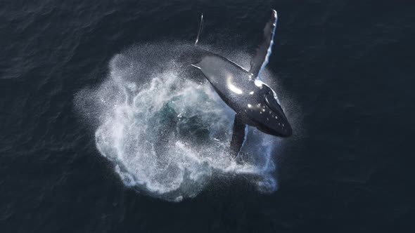 Humpback Whale Jumps Out Of The Water 4k