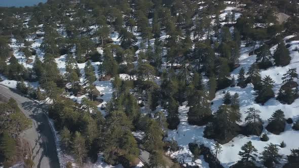 Forest in Mountains with Snow on Ground in Sunny Day, Aerial Shot