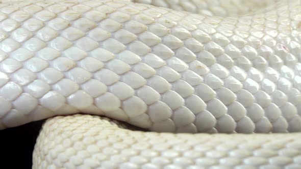 Texas Rat Snake Isolated on a White Background in Studio. Close Up. Macro alt