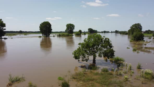 Floodplains and drowned trees at river Maas in the Netherlands, Aerial alt