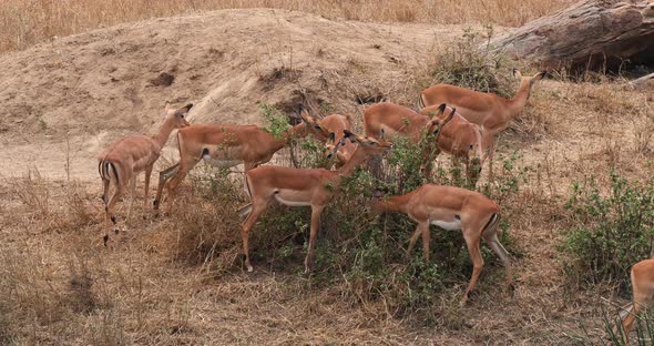 Impala, aepyceros melampus, Group of Female eating Bush, Masai Mara Park in Kenya, Real Time 4K alt