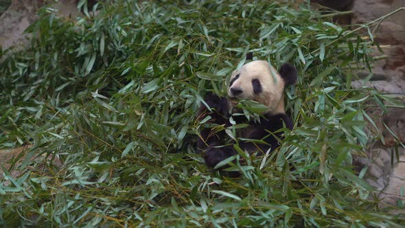an Adorable Panda Bear Sitting Among Bamboo Branches and Eating alt