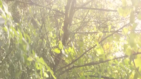 Vertical Video of Trees in the Forest in Autumn alt