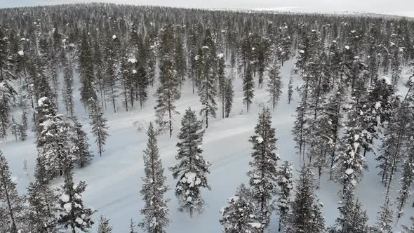 Forest near Saariselkaa, Lapland, Finland alt