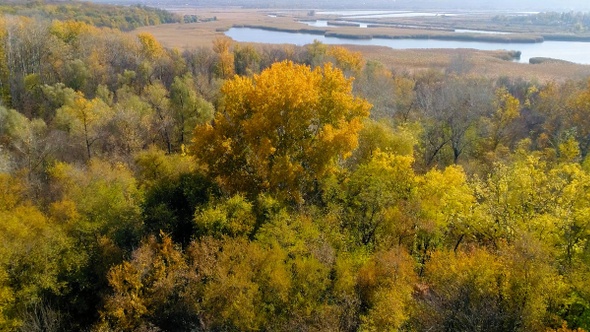 Scenic aerial view of autumn yellow-red forest on the river bank