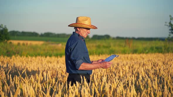 Agronomist in golden wheat field. Portrait of farmer checking wheat field progress alt