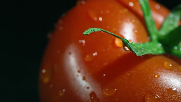 Macro Close-Up Of Tomato With Tail alt
