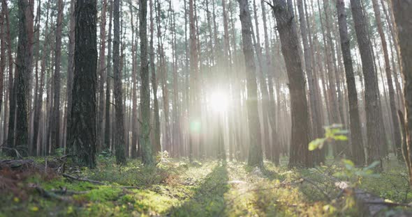 Sunrise in the Forest Rays Breaking Through the Branches of Trees the Morning Among Nature the Glow alt