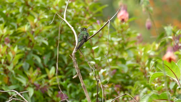 Green and black hummingbird sits on a branch perched. Pretty green trees with pink flowers surround. alt