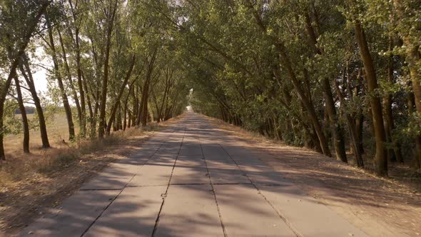 Country Road on a Summer Day alt