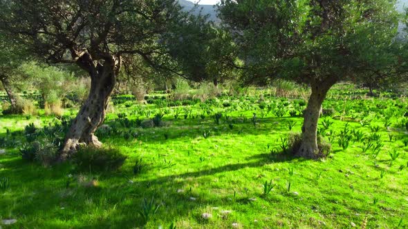 Moving Through Forest with a Large Olive Tree at the Front and Green Grass at Summer Season Aerial alt