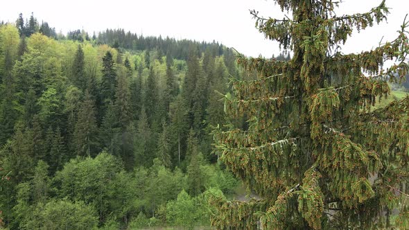 Ukraine, Carpathian Mountains: Spruce in the Forest. Aerial. alt