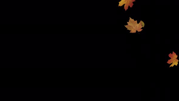 Maple leaves Fall 4K, Motion Graphics | VideoHive