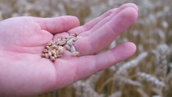 An Agronomist Holds Ripe Wheat Grains in His Hand alt