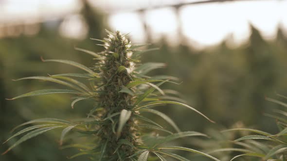 Bushes of Cannabis Close Up