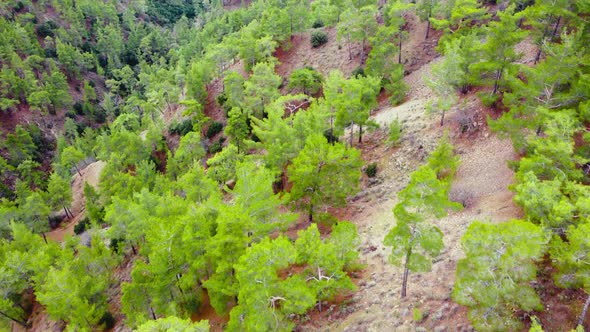 Aerial View of Coniferous Forest in Spring Green Trees on the Hill Treetops in Sunny Weather alt