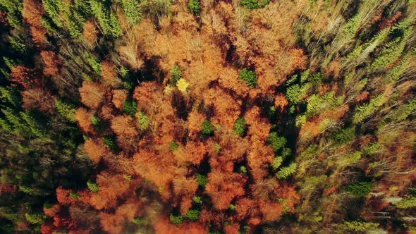 Top View of Trees with Dry Leaves Growing Amidst Green Plants on Sunny Autumn Day in Forest alt