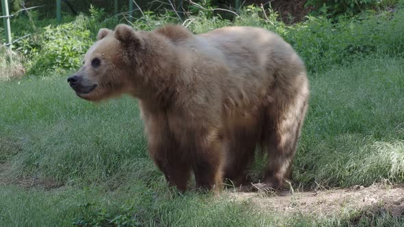 Brown bear in the forest. Kamchatka bear (Ursus arctos beringianus)