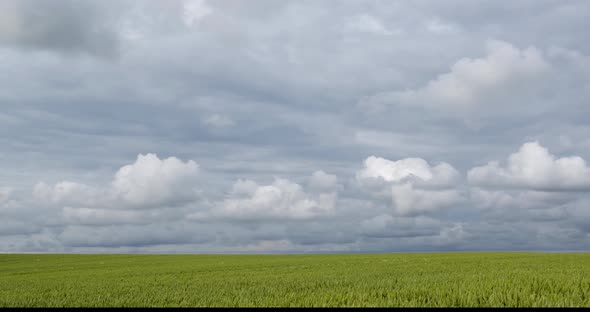 Agriculture. Green Wheat Field And Fast Clouds. Timelapse