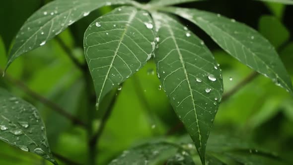 Raindrops On Green Leaf