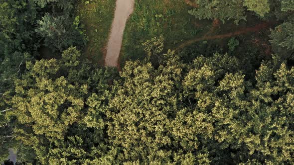 Aerial View of Drone Flying Over a Path of Green Forest