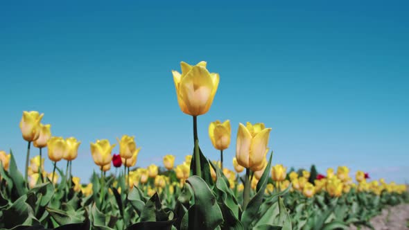Yellow tulips in summer time