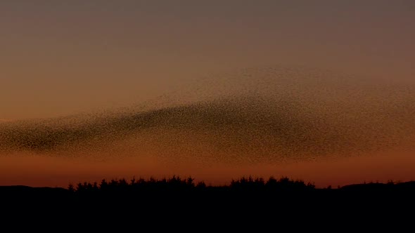 A massive murmuration of starlings against the evening sky. The birds have been spooked by a Sparrow alt